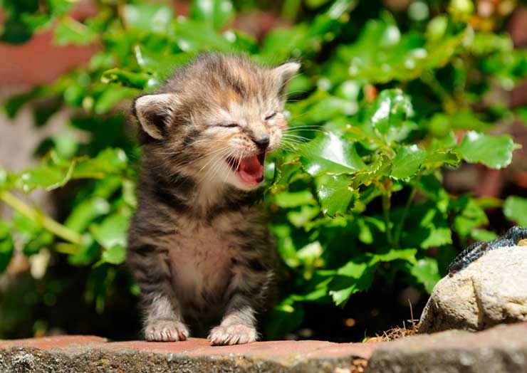 猫の鳴き声。種類別の猫の感情としつけなど  猫との暮らし大百科