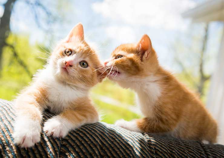 猫が噛む理由とは 効果的なしつけは 猫との暮らし大百科