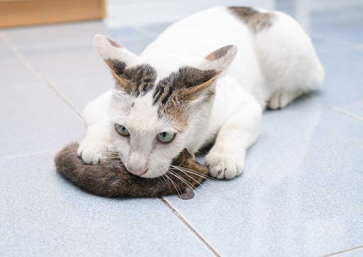 猫が噛む理由とは 効果的なしつけは 猫との暮らし大百科