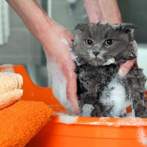 シャンプーされる猫