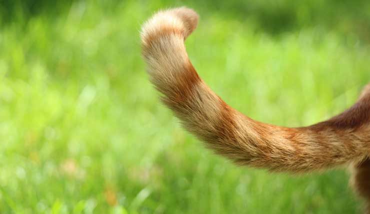 しっぽで分ける猫の種類や しっぽの動きでわかる猫の気持ち 猫との暮らし大百科