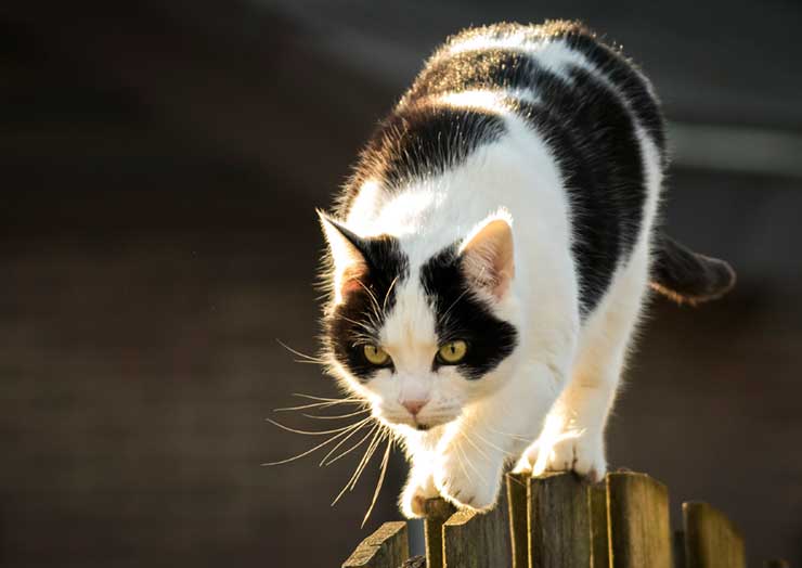 しっぽで分ける猫の種類や しっぽの動きでわかる猫の気持ち 猫との暮らし大百科