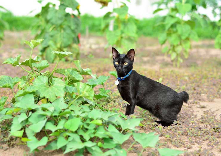 しっぽで分ける猫の種類や しっぽの動きでわかる猫の気持ち 猫との暮らし大百科