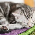 眠る子猫の画像