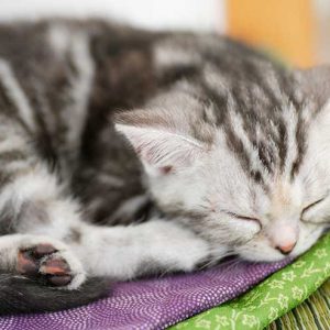 眠る子猫の画像