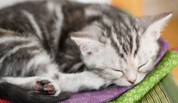 眠る子猫の画像