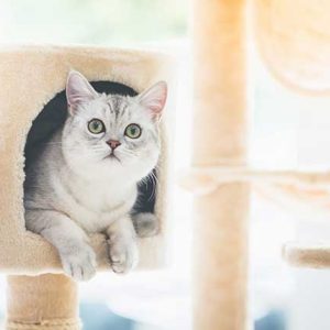 キャットタワーから顔を出す猫