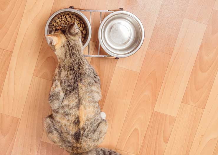 猫が食事をしているときの様子