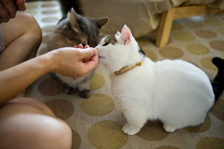 マンチカンの特徴や性格 病気や寿命など 猫との暮らし大百科