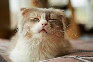 スコティッシュ・フォールドってどんな猫?性格や特徴は?
