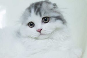 スコティッシュ・フォールドってどんな猫?性格や特徴は?