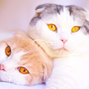 スコティッシュフォールドの画像
