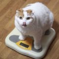 体重計に乗る猫