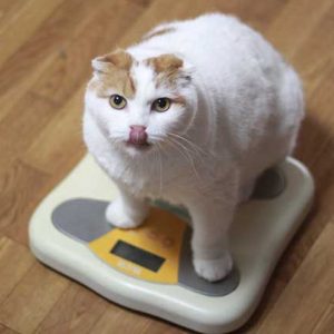 体重計に乗る猫