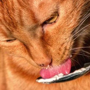 ヨーグルトを舐める猫