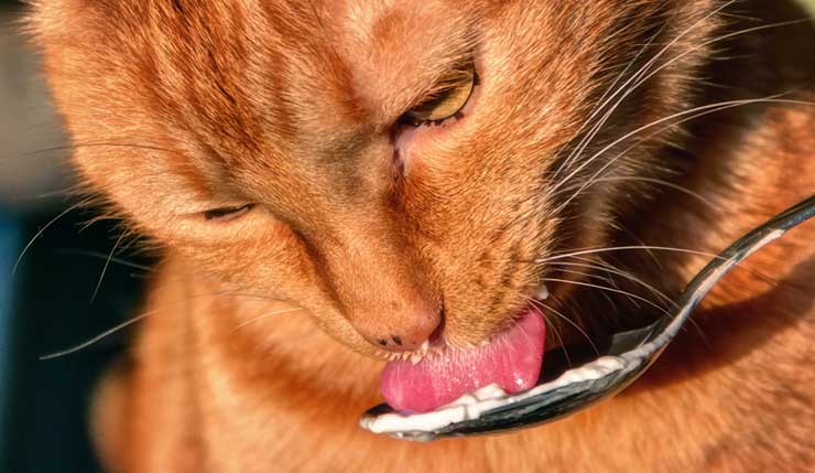 ヨーグルトを舐める猫