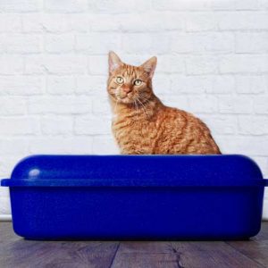 トイレに座る猫の画像