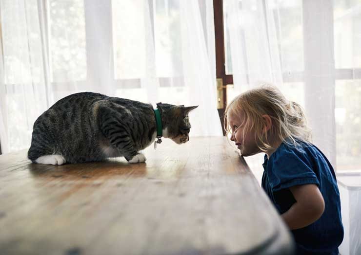 猫の下痢について 色や状態からわかることを解説 猫との暮らし大百科