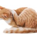 耳を掻く猫の画像