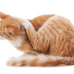 耳を掻く猫の画像