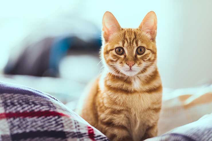 気持ち 野良猫 の