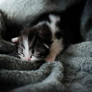 毛布に包まれる子猫の画像