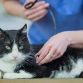 診察される猫