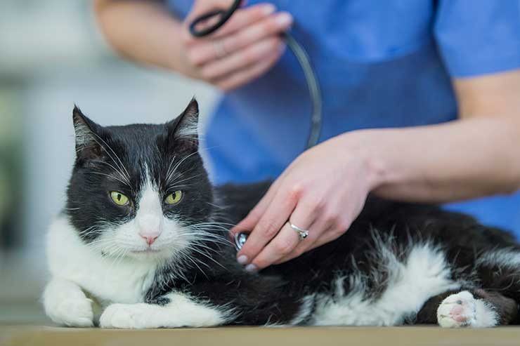 猫の去勢をする前に飼い主が知っておきたいこと 猫との暮らし大百科