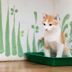 トイレに座る猫の画像