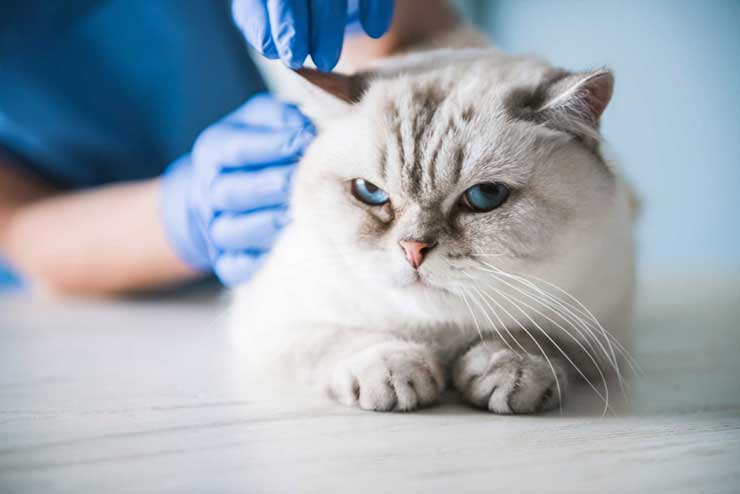 猫の血便の原因と対策 押さえておきたいポイントを紹介します 猫との暮らし大百科