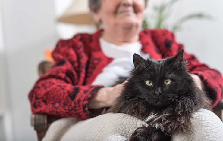 猫の平均寿命は何歳 寿命の長い種類 短い種類は ギネス記録は 猫との暮らし大百科