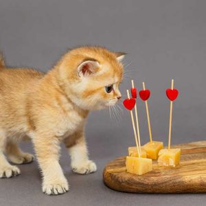 チーズを見つめる子猫