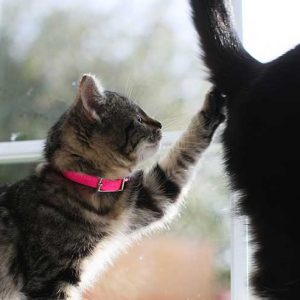 他の猫のしっぽに手をかける子猫