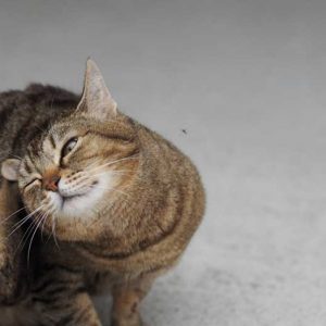 耳を掻く猫