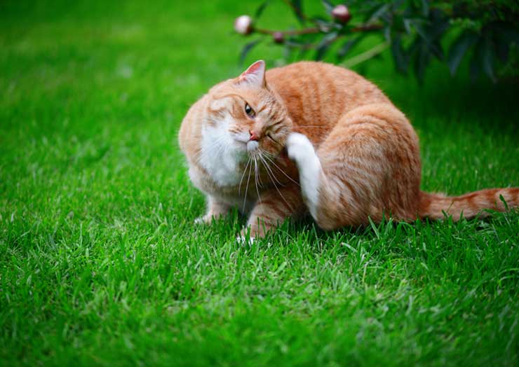 飼い主が知っておきたい猫の皮膚病の症状と対策 猫との暮らし大百科