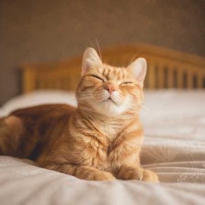 くしゃみをしそうな瞬間の猫