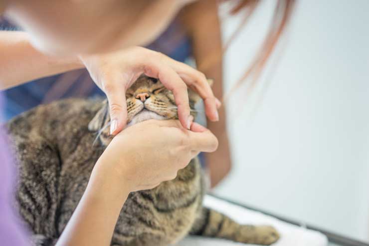 多い 猫 くしゃみ 猫のくしゃみが止まらない原因は？病院に連れて行くべき症状を獣医が解説