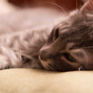 ぐったりを横になる猫