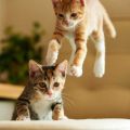 ジャンプしている子猫の画像