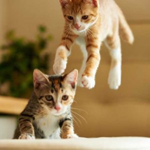 ジャンプしている子猫の画像