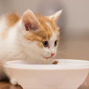 ご飯を食べる子猫