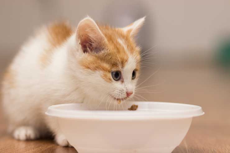 子猫の離乳食はいつからいつまで ドライフードはいつから 猫との暮らし大百科