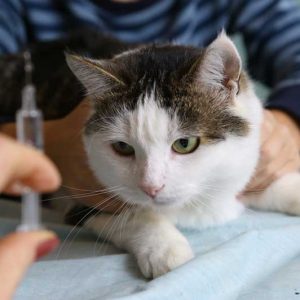 注射をされる猫の画像