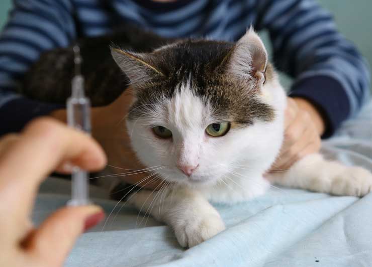 猫のワクチン 接種したほうがいい理由 猫との暮らし大百科