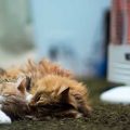 煖房の前で丸くなる二頭の猫