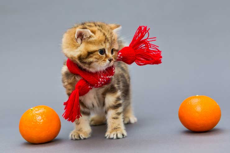 みかんと子猫の画像
