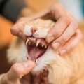 口を開けさせられている猫