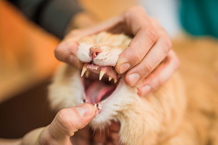 猫って虫歯になる ならない 虫歯予防は 猫との暮らし大百科