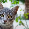 正面をじっと見つめる猫