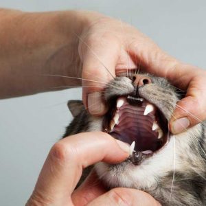猫の口を開けさせる様子